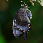 A butterfly newly emerged from a chrysalis