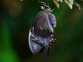 A butterfly newly emerged from a chrysalis
