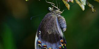 A butterfly newly emerged from a chrysalis