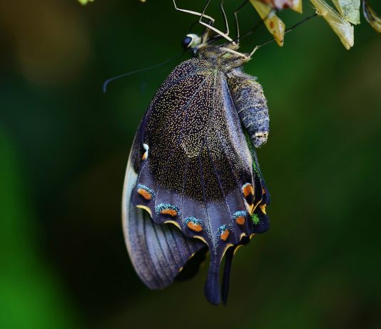 A butterfly newly emerged from a chrysalis