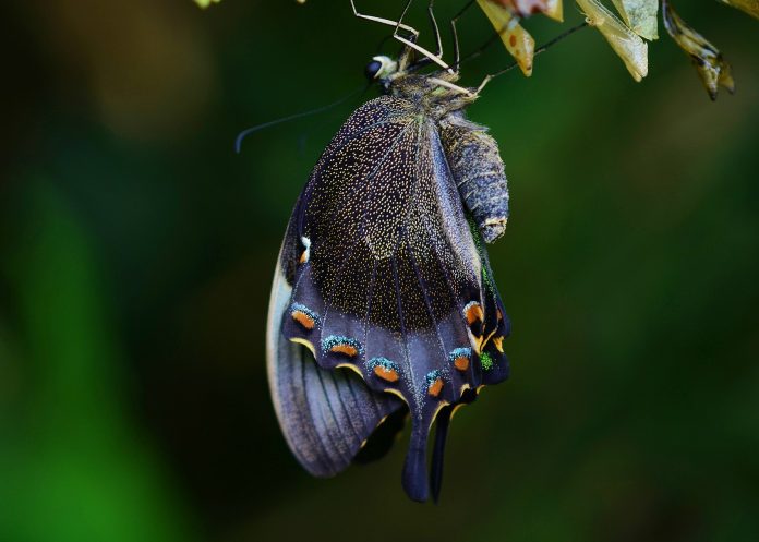 A butterfly newly emerged from a chrysalis