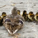 Ducklings with their mother