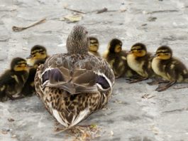 Ducklings with their mother