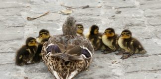Ducklings with their mother
