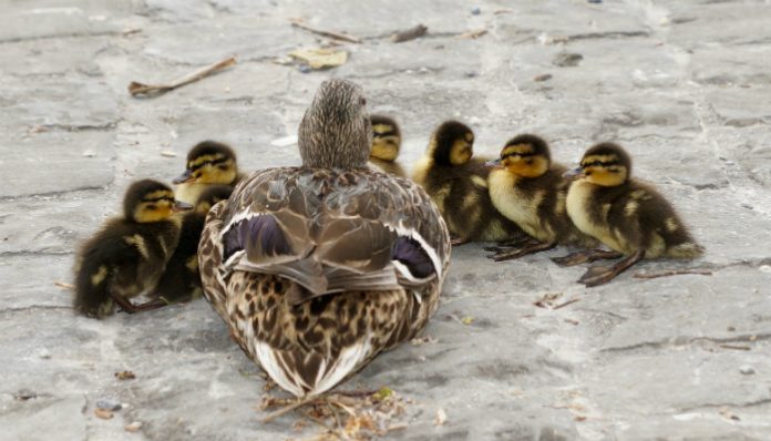 Ducklings with their mother