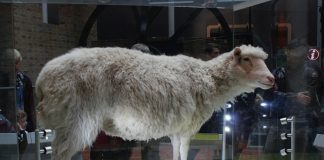 Dolly the Sheep