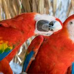 Colourful parrots