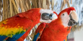 Colourful parrots