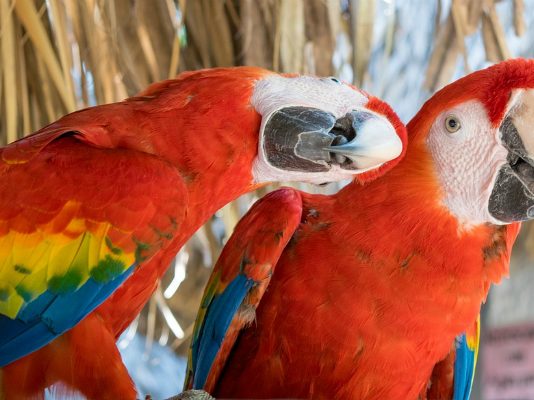 Colourful parrots