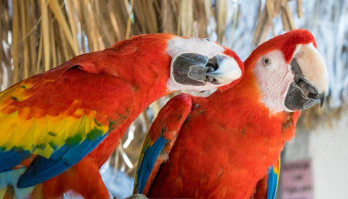 Colourful parrots